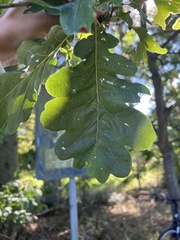 Quercus petraea