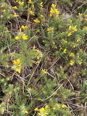 Ulex minor