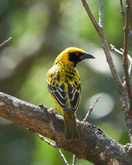 Ploceus cucullatus