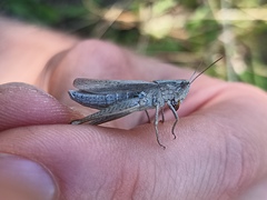 Chorthippus dorsatus