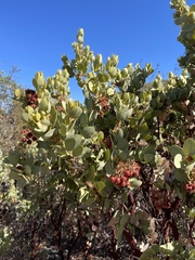 Arctostaphylos pringlei