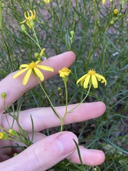 Senecio spanomerus