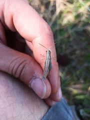 Chorthippus dorsatus