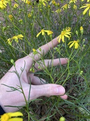 Senecio spanomerus
