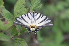 Iphiclides podalirius