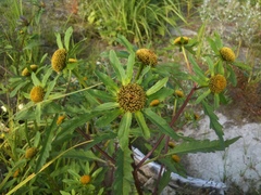 Bidens radiata