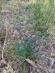 Sigesbeckia orientalis