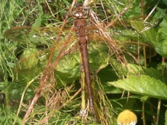 Aeshna grandis