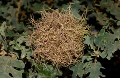 Andricus caputmedusae