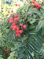 Sorbus aucuparia