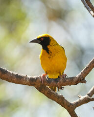 Ploceus cucullatus spilonotus