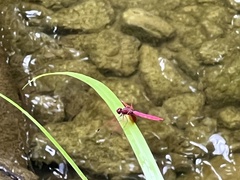 Trithemis aurora