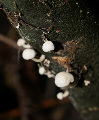 Marasmiellus candidus