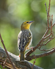 Ploceus cucullatus