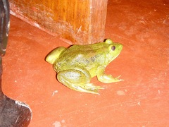 Euphlyctis hexadactyla