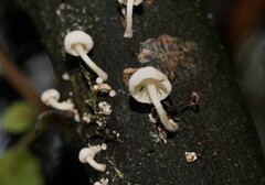 Marasmiellus candidus