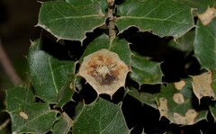 Phyllonorycter belotella