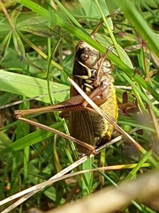 Roeseliana roeselii