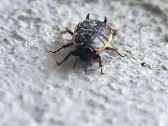Loboptera decipiens
