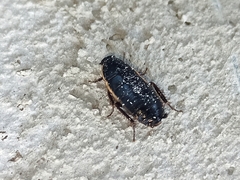Loboptera decipiens