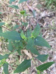 Sigesbeckia orientalis