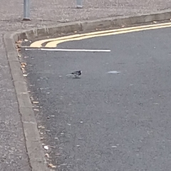 Motacilla alba yarrellii