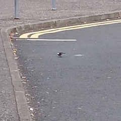 Motacilla alba yarrellii