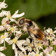 Cheilosia illustrata