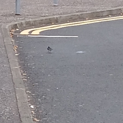 Motacilla alba yarrellii