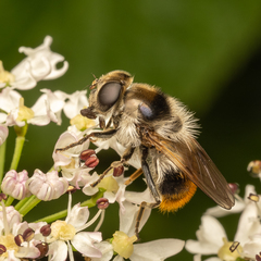 Cheilosia illustrata