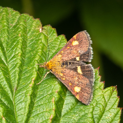 Pyrausta aurata