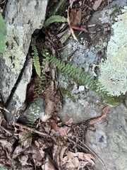 Asplenium platyneuron