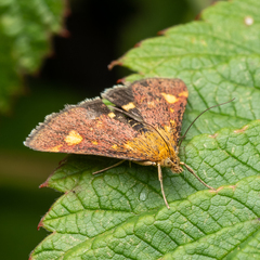 Pyrausta aurata
