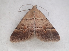 Dichromodes orectis