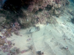 Diplodus vulgaris