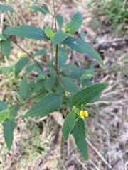 Sigesbeckia orientalis