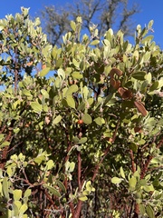 Arctostaphylos pungens