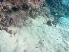 Diplodus vulgaris