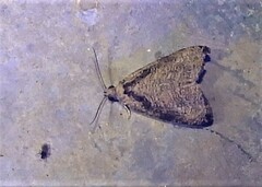 Olethreutes exoletum