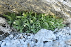 Androsace pubescens