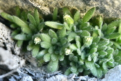 Androsace pubescens