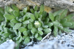 Androsace pubescens
