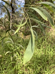 Acacia falcata