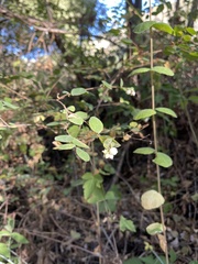 Symphoricarpos mollis