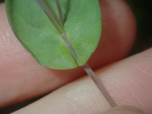 Image of Rhodanthe manglesii by (c) Thomas Mesaglio, some rights reserved (CC BY)