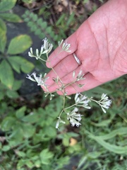 Eupatorium sessilifolium