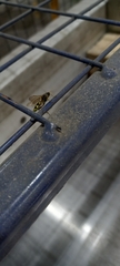 Amblyteles armatorius