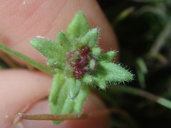 Parentucellia latifolia