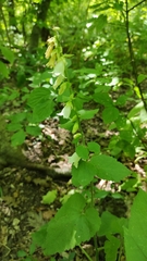 Campanula alliariifolia