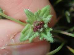Parentucellia latifolia